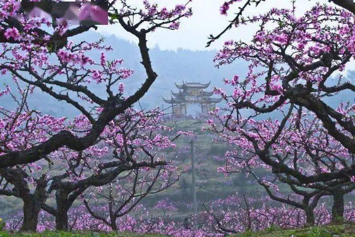 桃花族論壇最新入口，觀點論述集結(jié)地