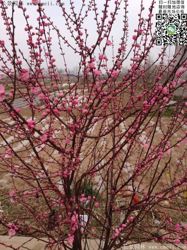 榆葉梅行情，機遇與挑戰(zhàn)并存，成就與自信并行之路