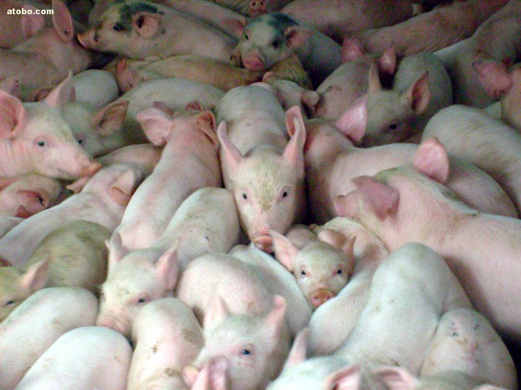 今日苗豬價(jià)格行情及小巷深處的驚喜發(fā)現(xiàn)