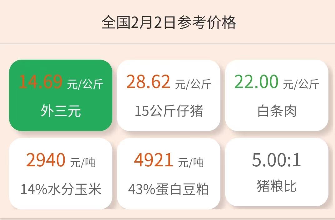 今日苗豬價(jià)格行情及小巷深處的驚喜發(fā)現(xiàn)