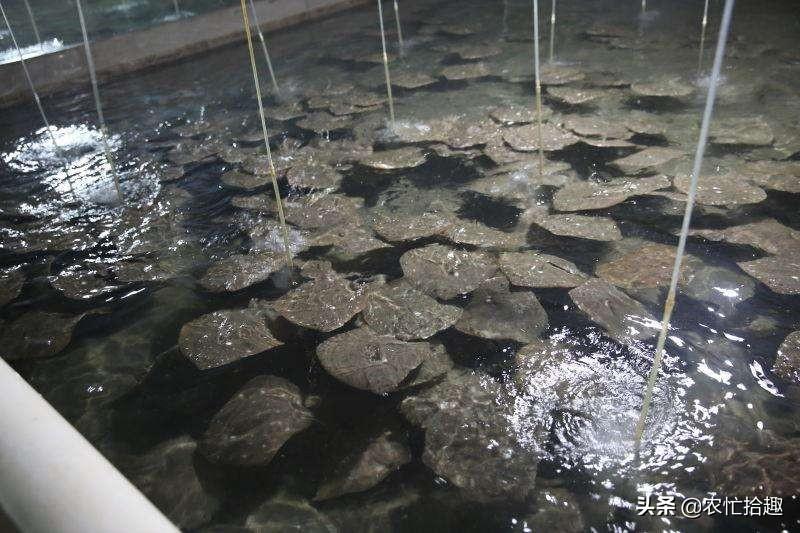 四氫呋喃今日最新價(jià)格及市場(chǎng)走勢(shì)深度解析