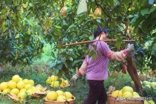 廣東大埔最新動態(tài)報(bào)道速遞