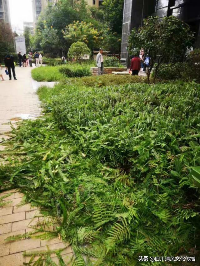 南充天廬三期最新圖片，時代印記與未來展望