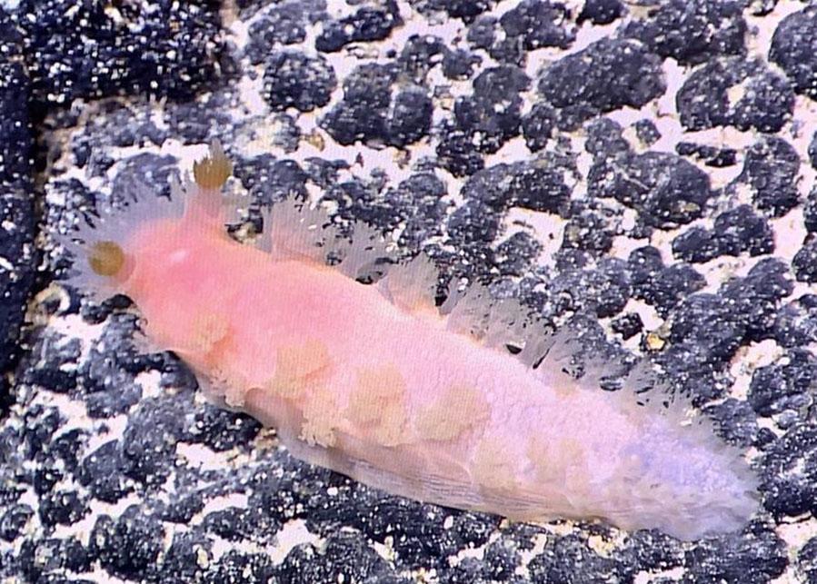 最新采集號獲取步驟及指南