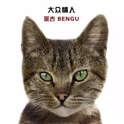 影視貓最新動(dòng)態(tài)，探討其影響力與未來發(fā)展前景