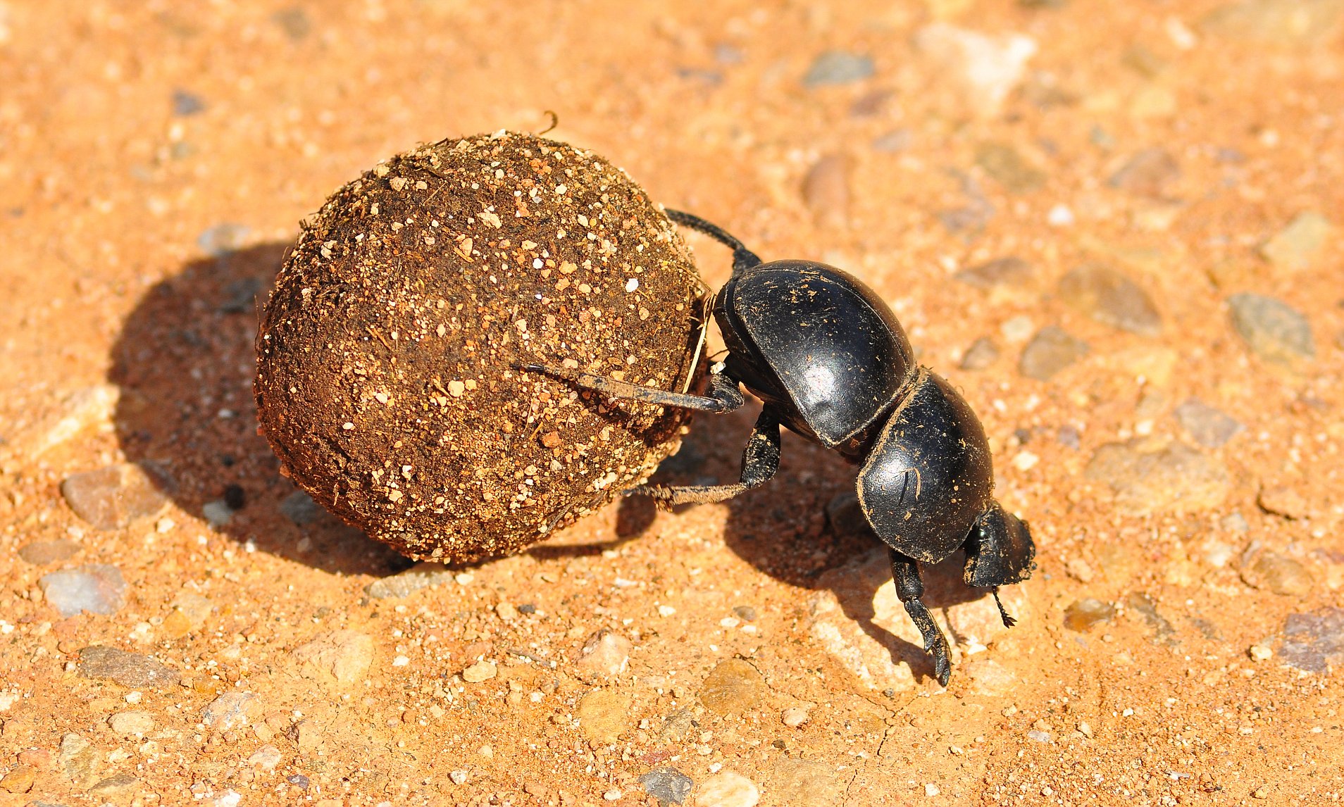 探索自然界新奇跡，最新蟲(chóng)種揭秘