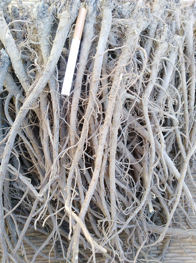 柴胡最新價(jià)格動(dòng)態(tài)與心靈之旅，探尋自然美景與內(nèi)心寧?kù)o的交融