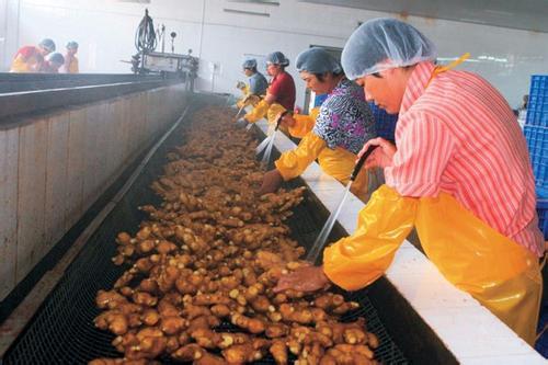 黑埠子大姜最新價(jià)格概覽，市場(chǎng)走勢(shì)、分析與購(gòu)買指南